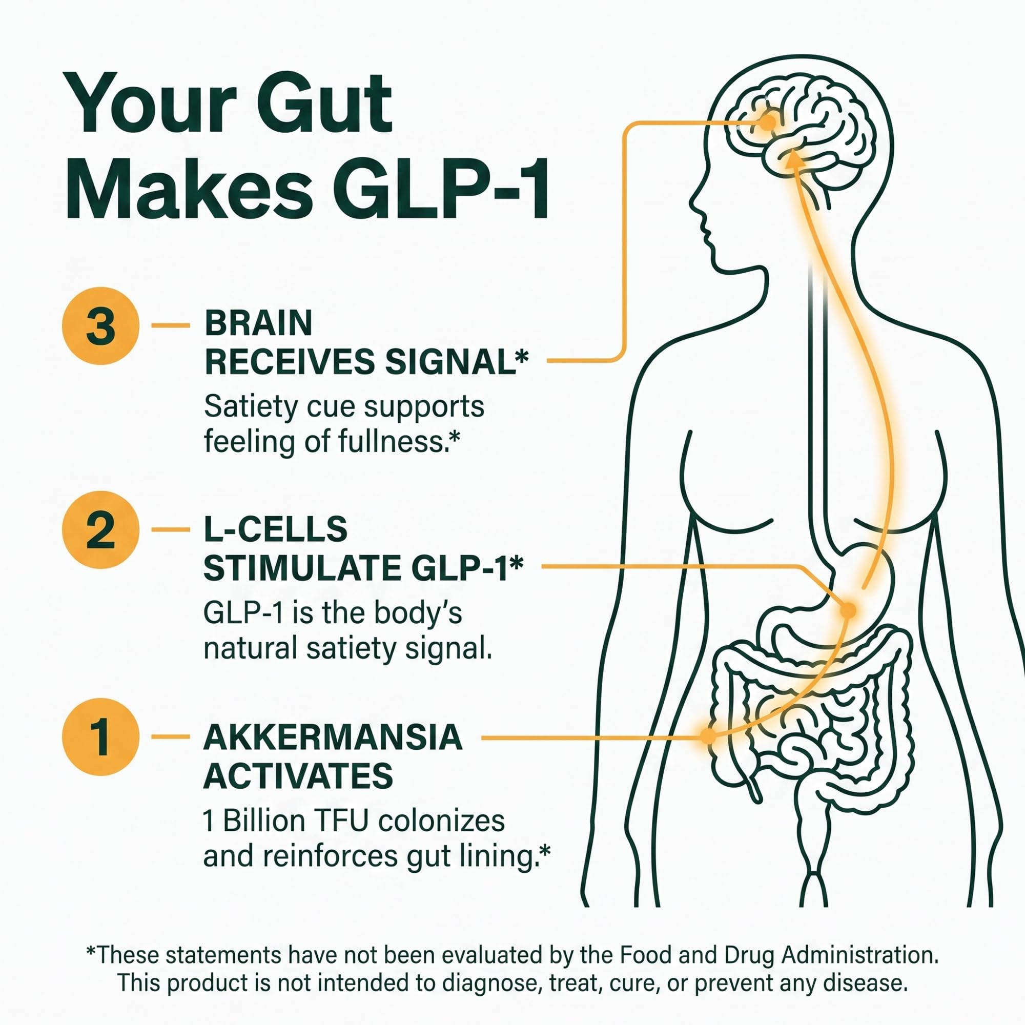 GLP-1 Support Supplement for Nausea, Bloating & Gut Health – Synbiotic Pre, Pro & Postbiotic for Women & Men, GLP-1 Users – Pharmacist Formulated, 20-in-1 (60 Capsules)